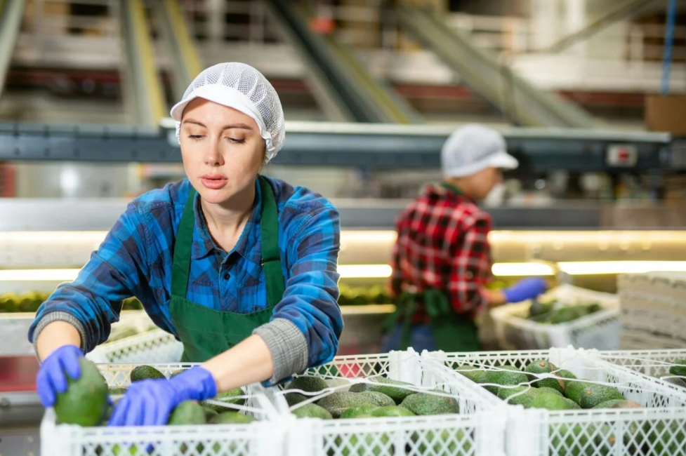 The image shows workers sorting and packing fresh Hass avocados on a production conveyor line in an agricultural processing facility